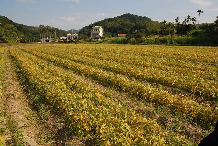 阿杰的希望稻田 有机黄豆初收成